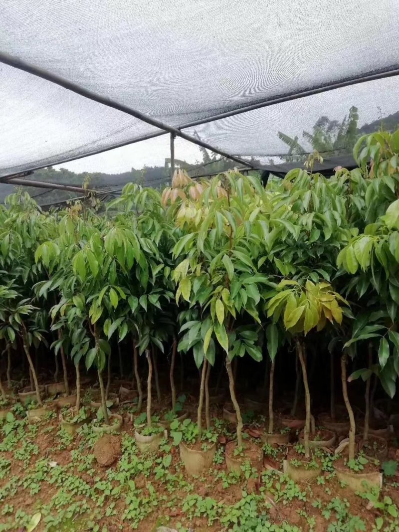 妃子笑荔枝苗根须发达可带泥球价钱实惠