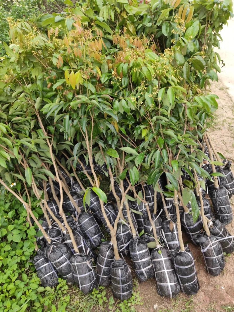 妃子笑荔枝苗根须发达可带泥球价钱实惠