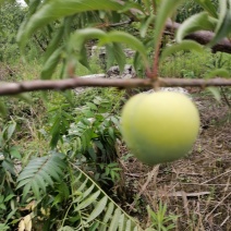 蜂糖李