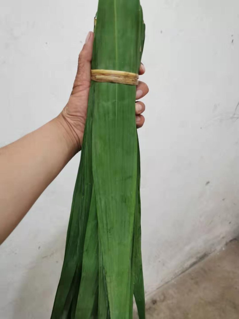芦苇叶粽叶芦苇粽叶粽子叶包粽子用芦苇叶