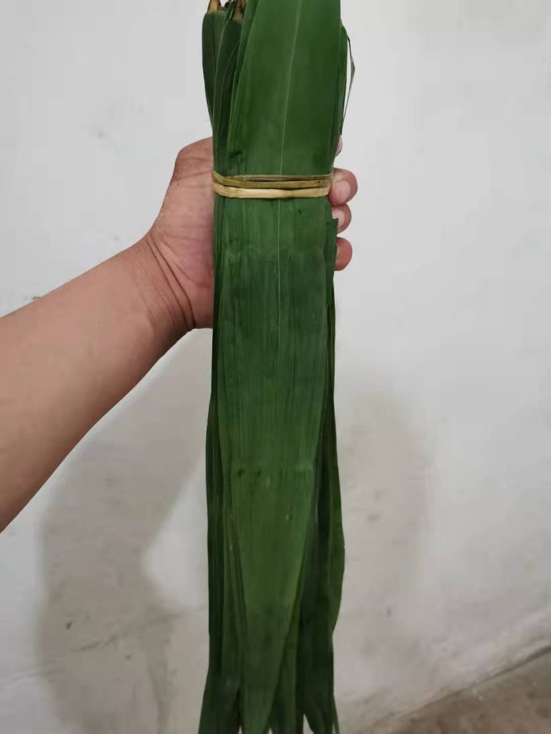 芦苇叶粽叶芦苇粽叶粽子叶包粽子用芦苇叶