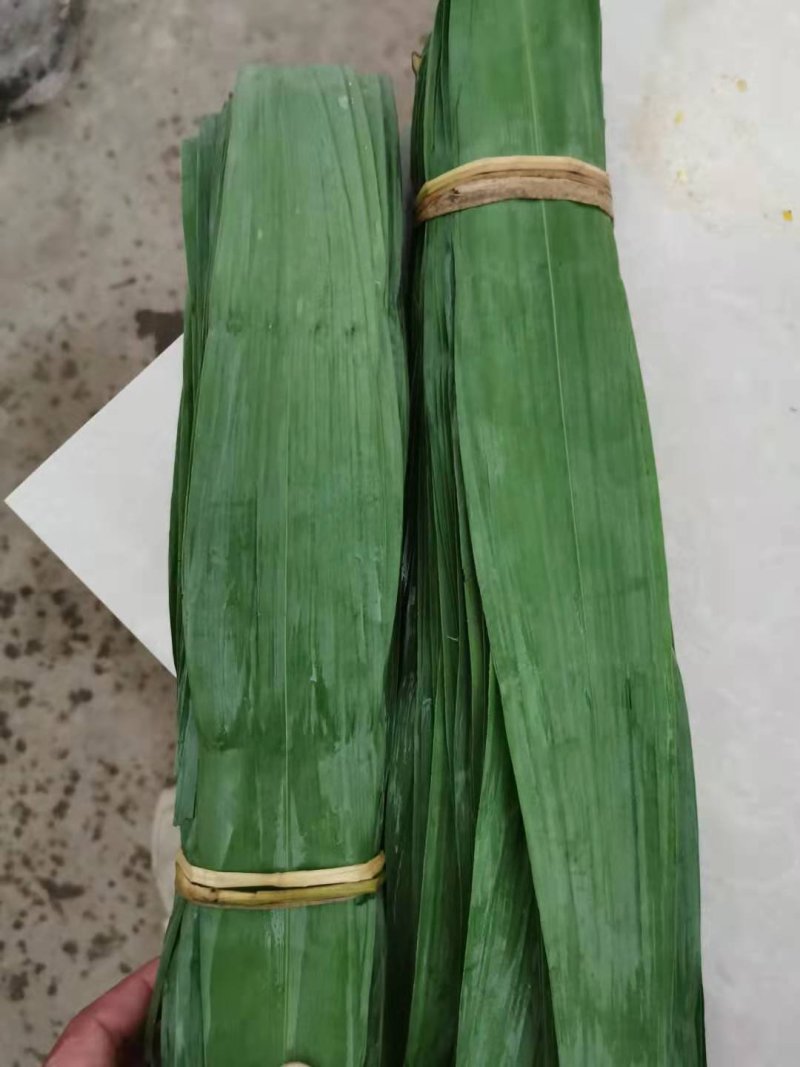 芦苇叶粽叶芦苇粽叶粽子叶包粽子用芦苇叶