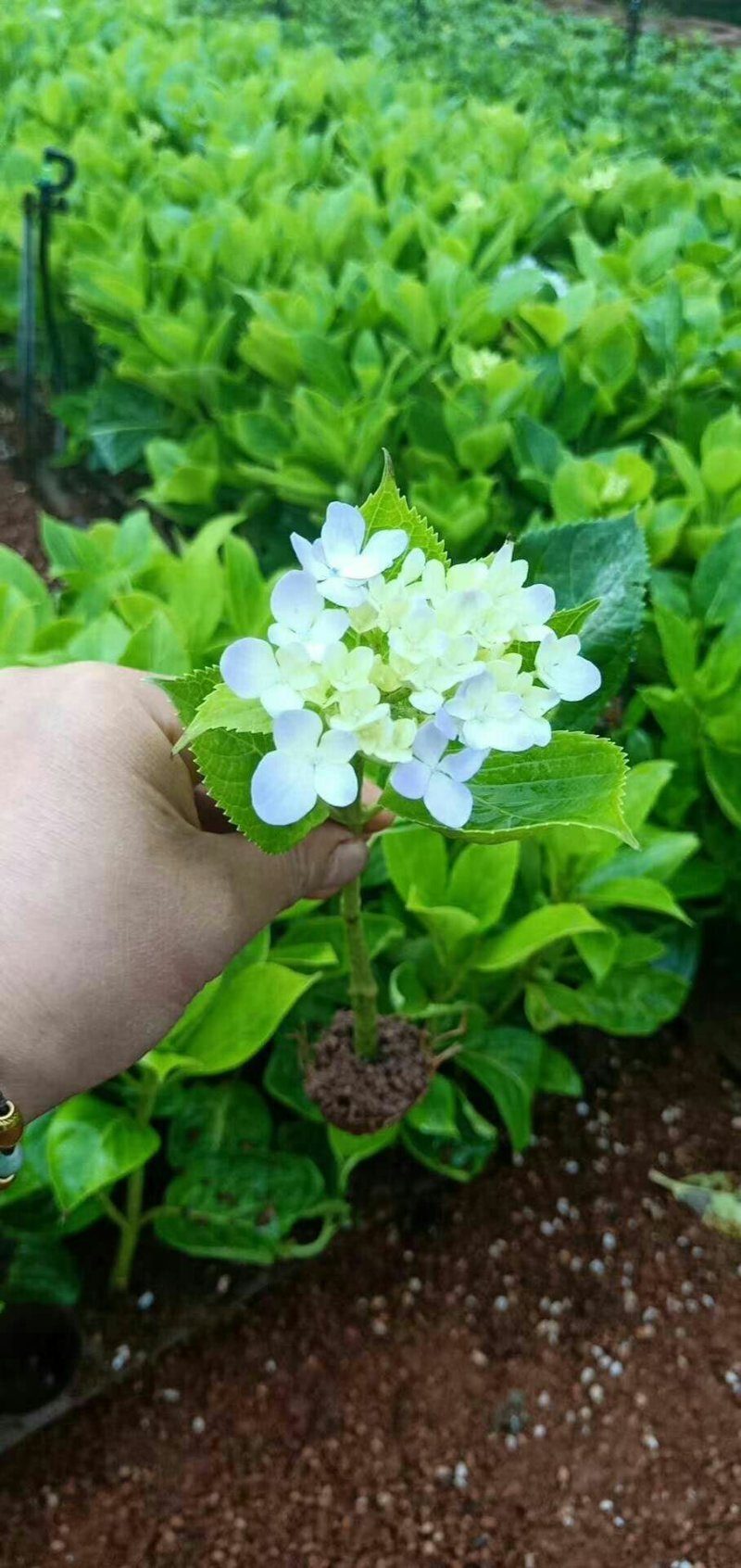 秀球小苗本公司常年出售各种玫瑰花小苗，卡罗拉、蜜桃雪山、