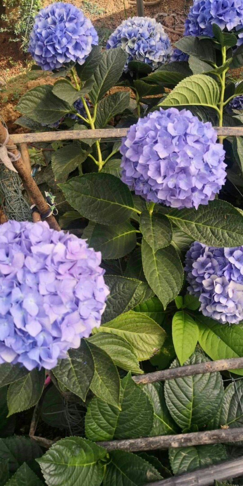 秀球小苗本公司常年出售各种玫瑰花小苗，卡罗拉、蜜桃雪山、