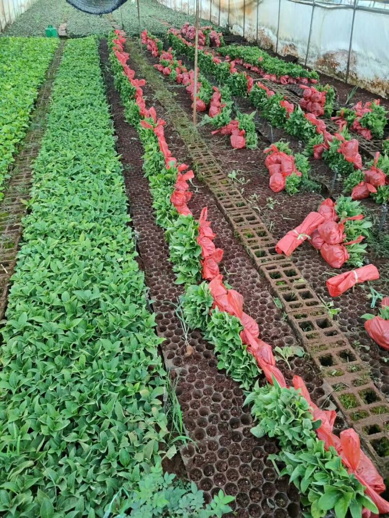 秀球小苗本公司常年出售各种玫瑰花小苗，卡罗拉、蜜桃雪山、