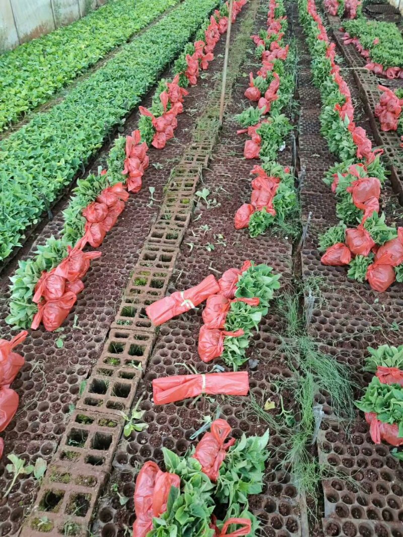 秀球小苗本公司常年出售各种玫瑰花小苗，卡罗拉、蜜桃雪山、
