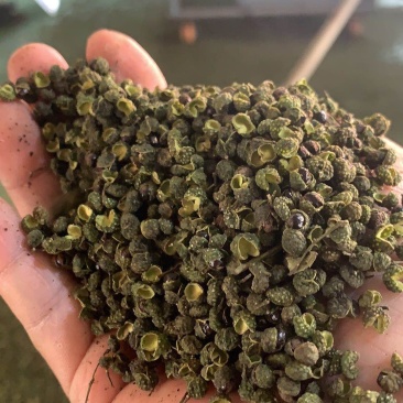 汉源青花椒，口感麻，卖十元一碗模式，地摊早市菜市热销