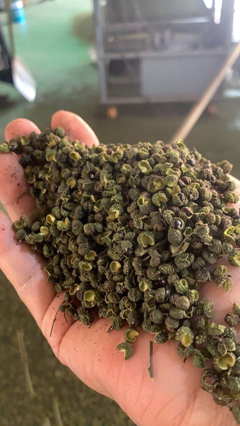汉源青花椒，口感麻，卖十元一碗模式，地摊早市菜市热销