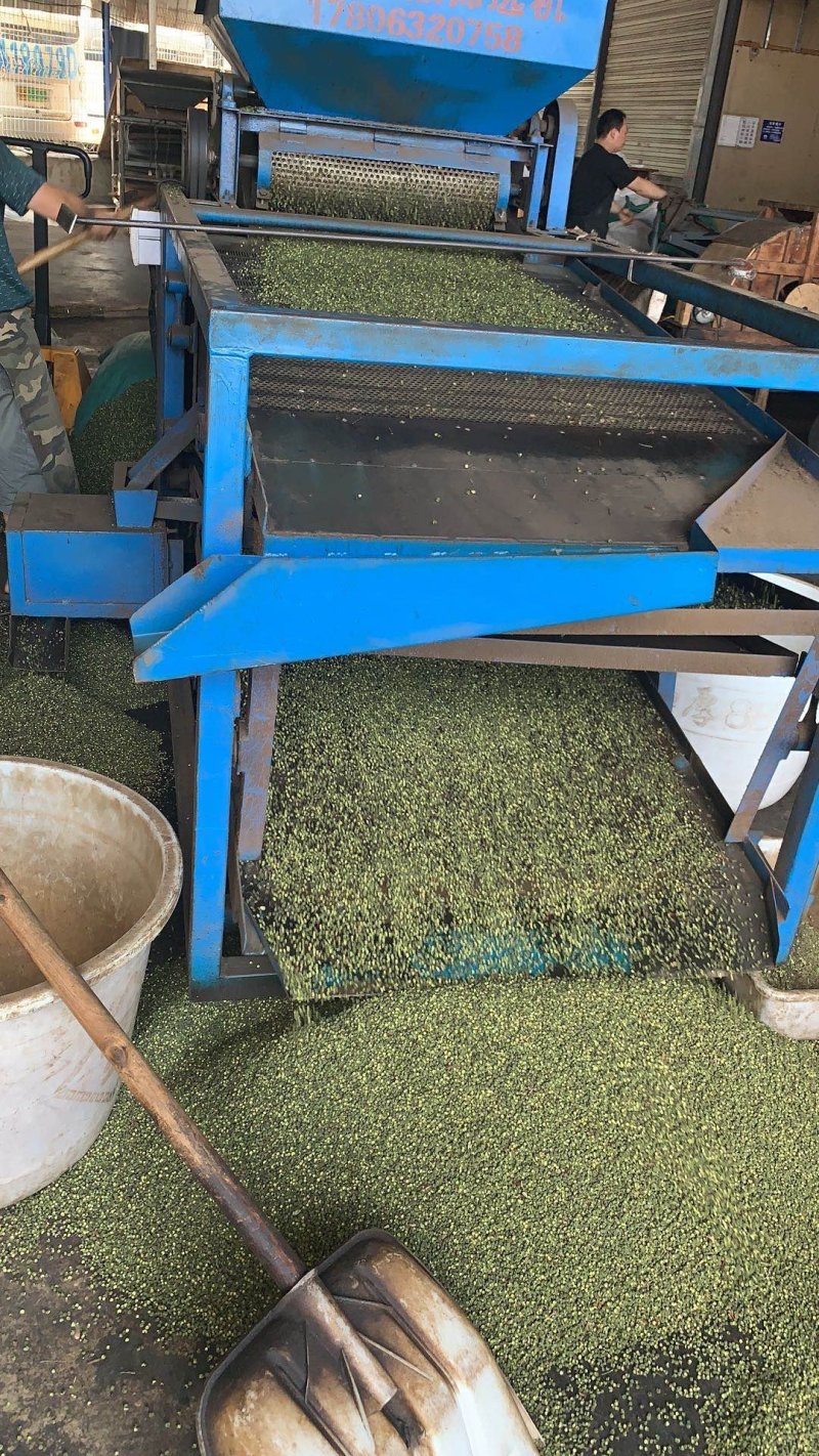 汉源青花椒，口感麻，卖十元一碗模式，地摊早市菜市热销