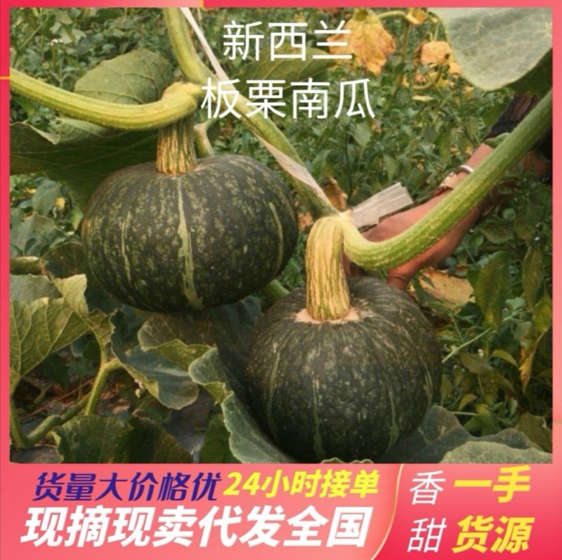 新西兰板栗南瓜干面甜产地一手货源价格美丽代发全国