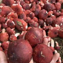 老挝野生红菇2020年新货