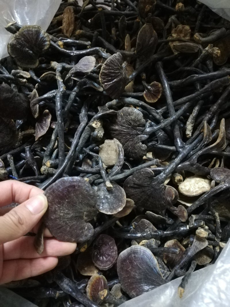 老挝野生竹灵芝一手货源今年新货