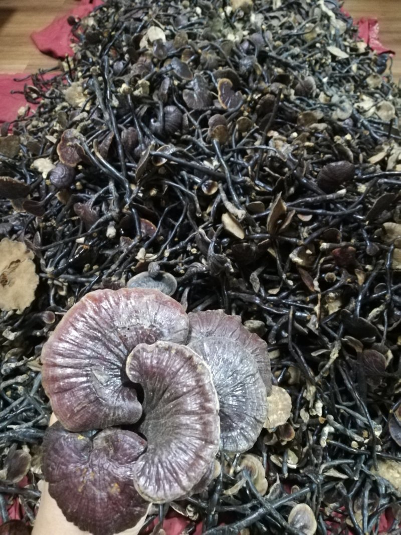 老挝野生竹灵芝一手货源今年新货