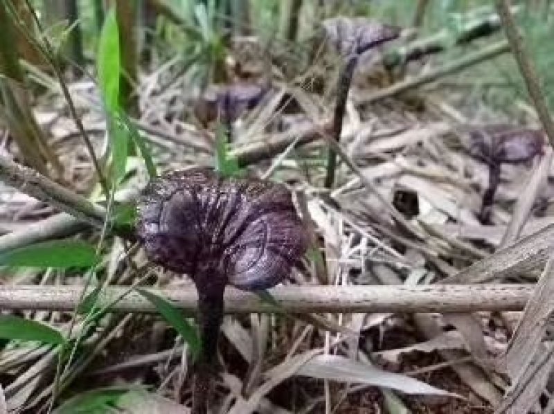 老挝野生竹灵芝一手货源今年新货