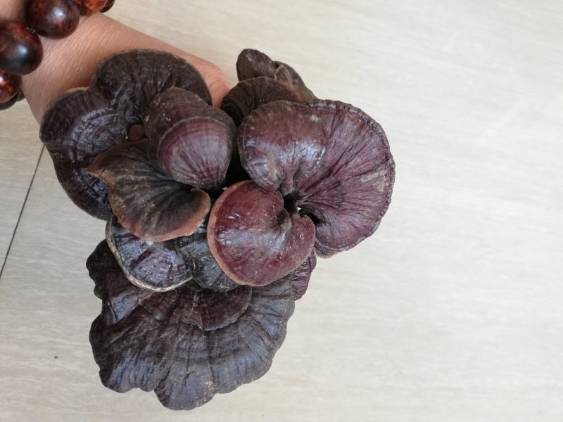 老挝野生竹灵芝一手货源今年新货