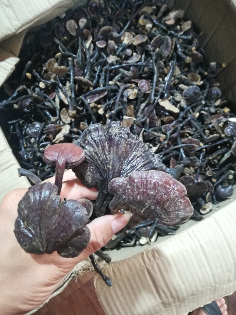 老挝野生竹灵芝一手货源今年新货