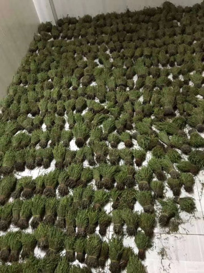 大量供应2020年A货独脚金独脚钳长独脚金一手货源