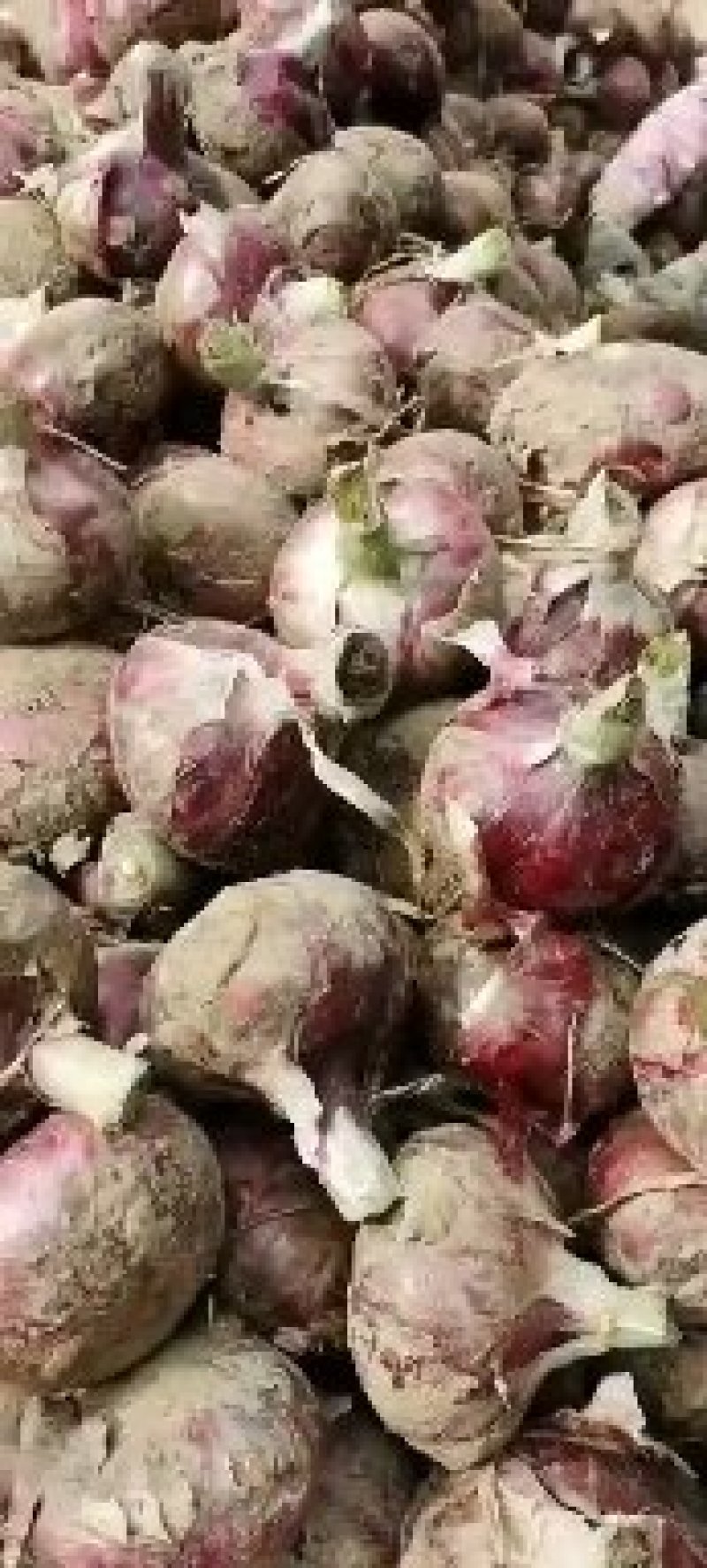 二红洋葱洋产地直发量大从优一手货源诚信代办