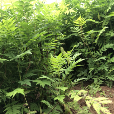 珍珠梅