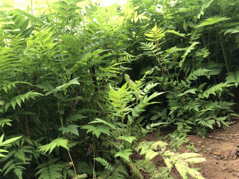 珍珠梅
