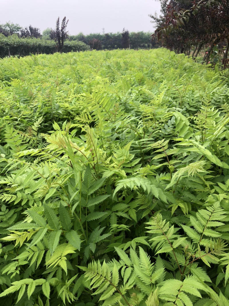 珍珠梅