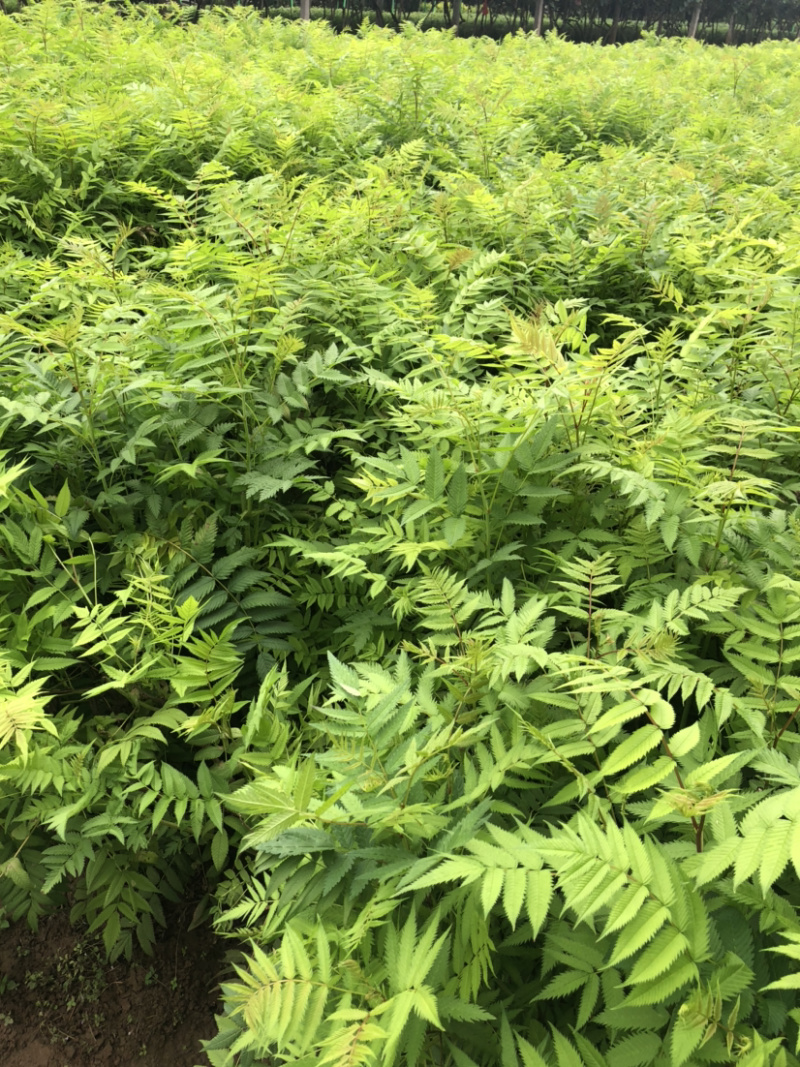珍珠梅