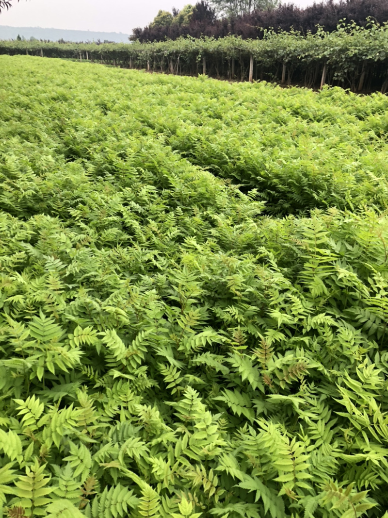 珍珠梅