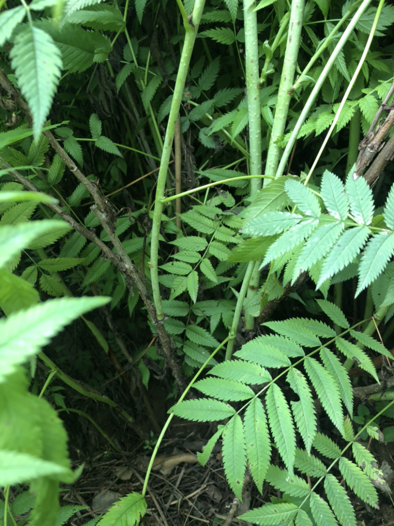 珍珠梅