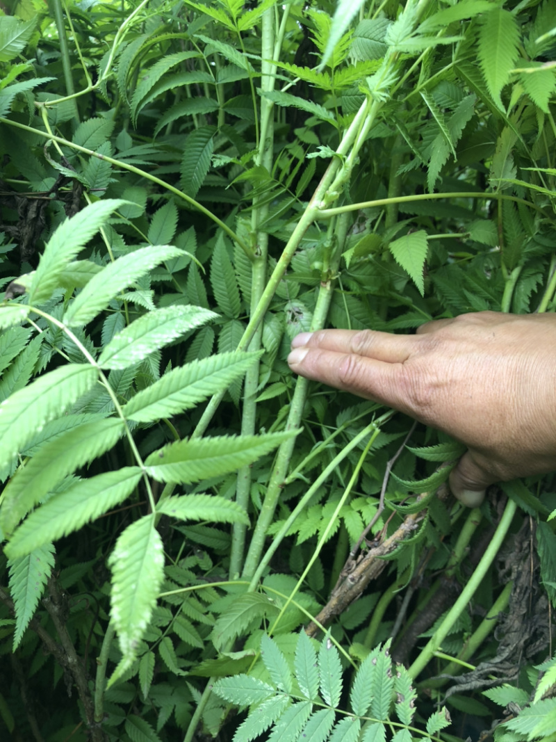 珍珠梅
