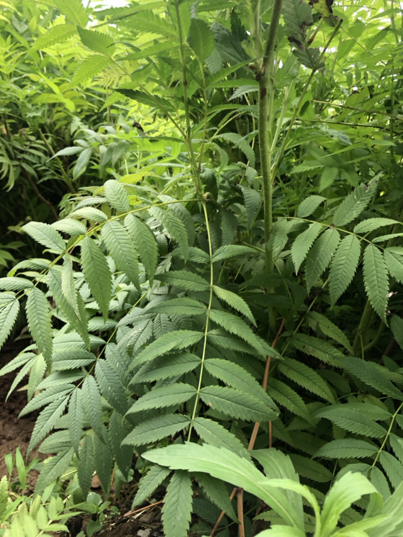 珍珠梅