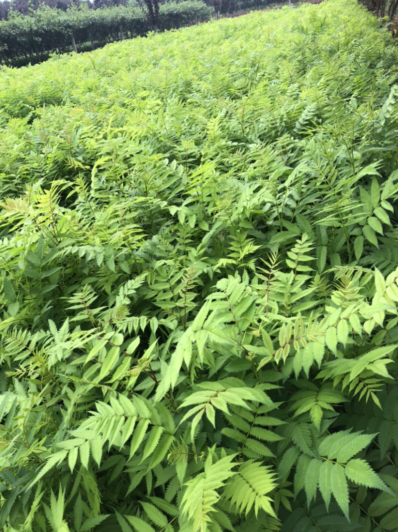 珍珠梅