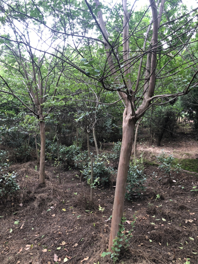 紫薇