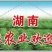 2024年鲜百合上市啦