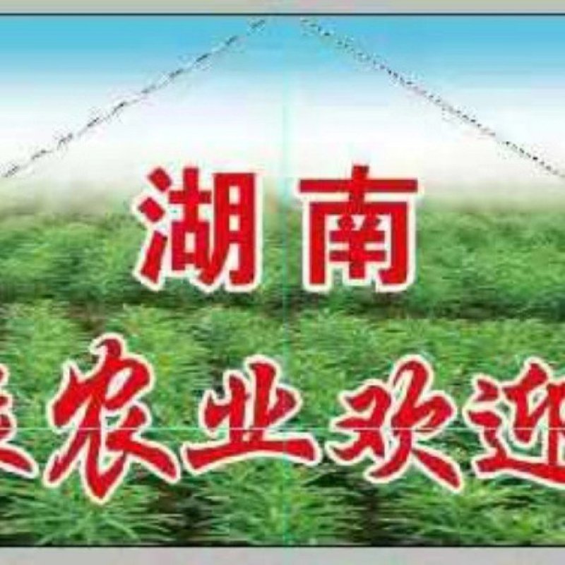2024年鲜百合上市啦