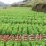 2024年鲜百合上市啦