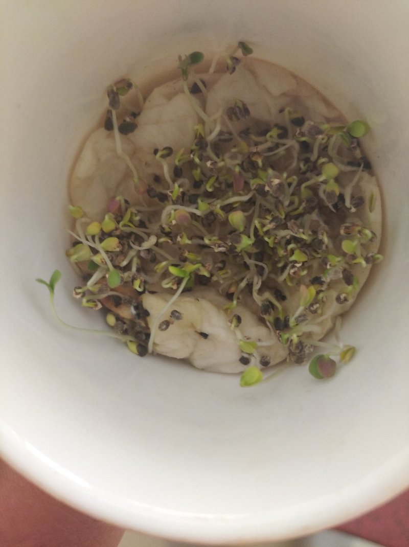 产地直供远志种子