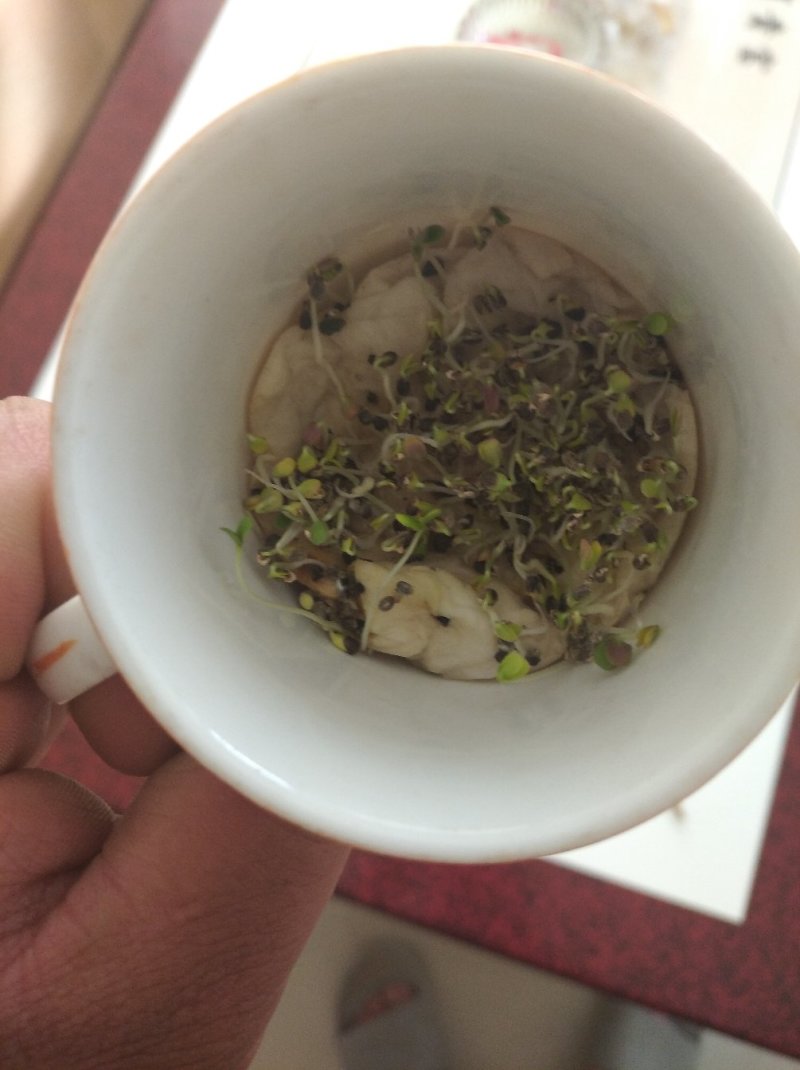 产地直供远志种子