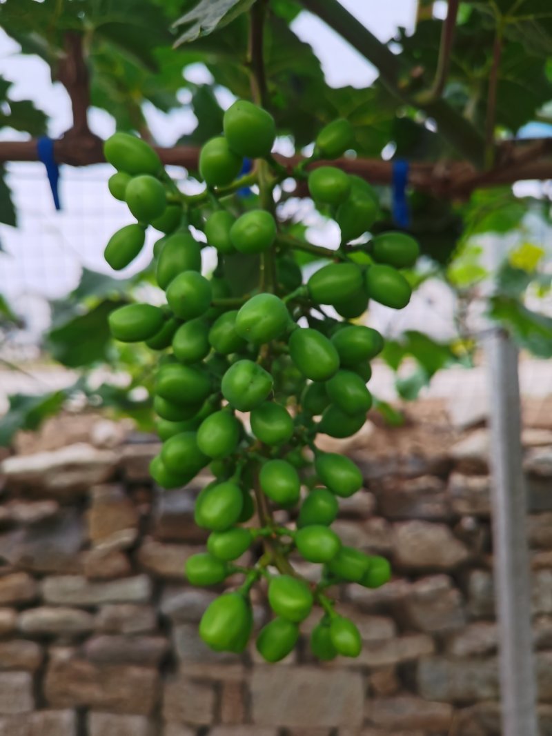 阳光玫瑰葡萄
