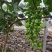 阳光玫瑰葡萄