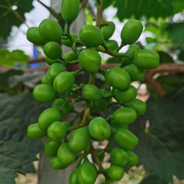 阳光玫瑰葡萄