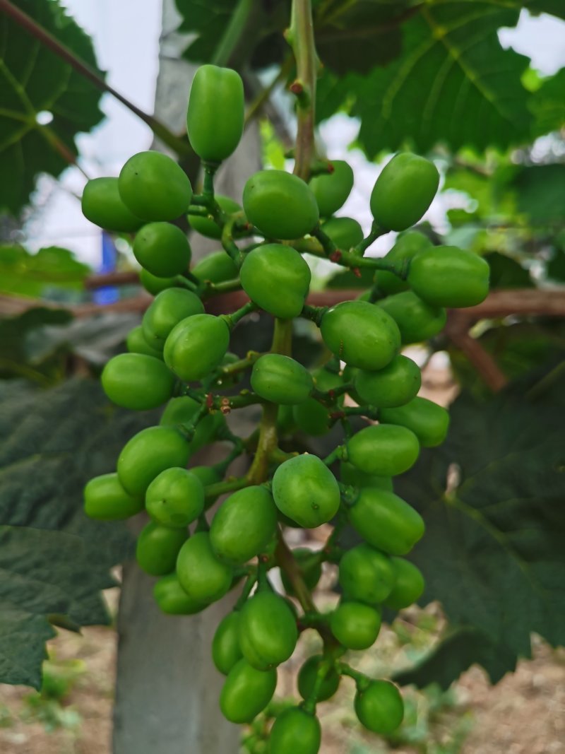 阳光玫瑰葡萄