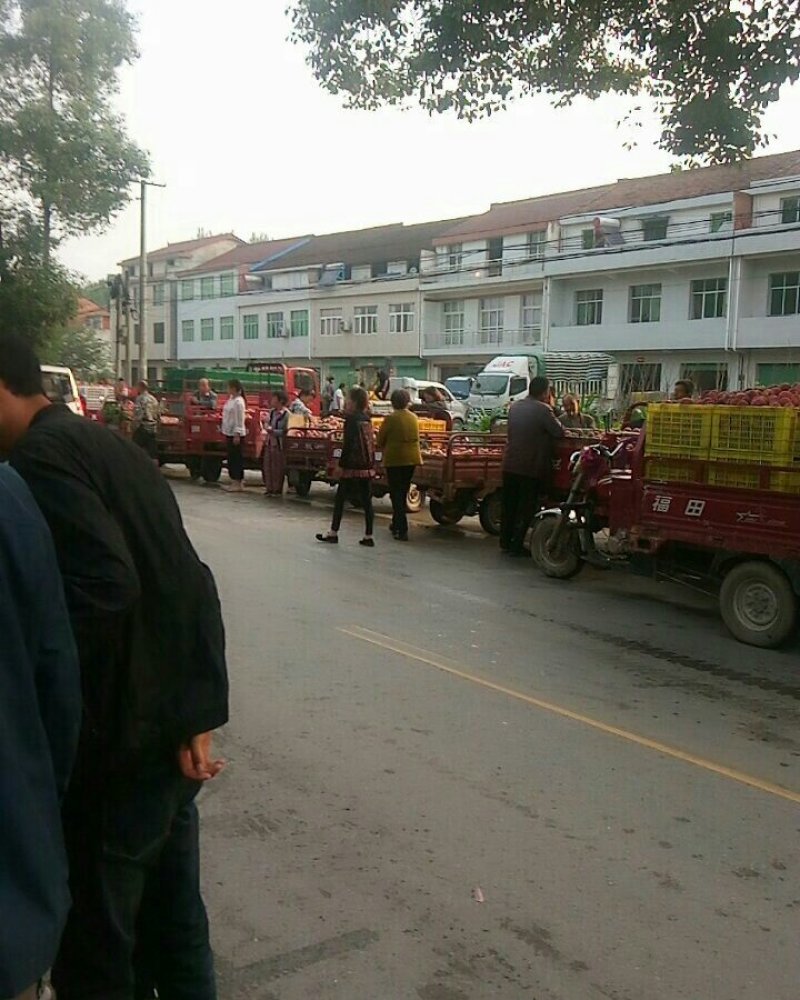 陕西汉中城固大量出售毛桃，油桃，本地桃子种植上万亩。