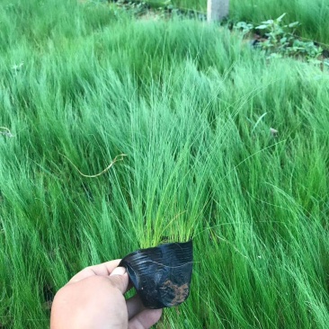 各种芒类细径针芒营养杯苗各种绿化苗木时令花卉