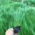 各种芒类细径针芒营养杯苗各种绿化苗木时令花卉