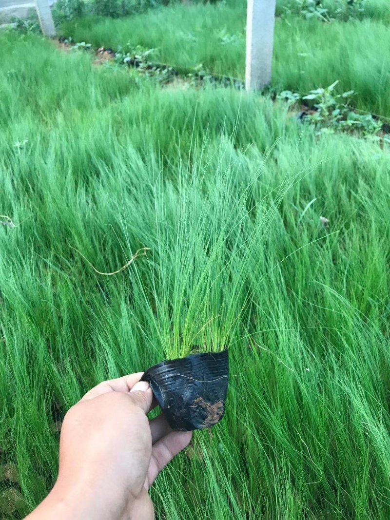 各种芒类细径针芒营养杯苗各种绿化苗木时令花卉