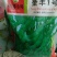 好毛豆好赚钱，基地直供，质量保证，诚信合作，供货期长