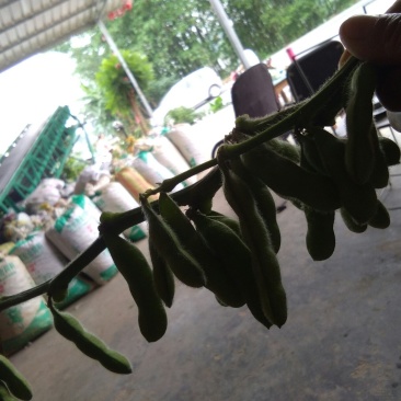 好毛豆好赚钱，基地直供，质量保证，诚信合作，供货期长