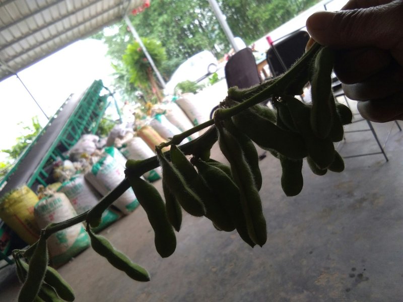 好毛豆好赚钱，基地直供，质量保证，诚信合作，供货期长