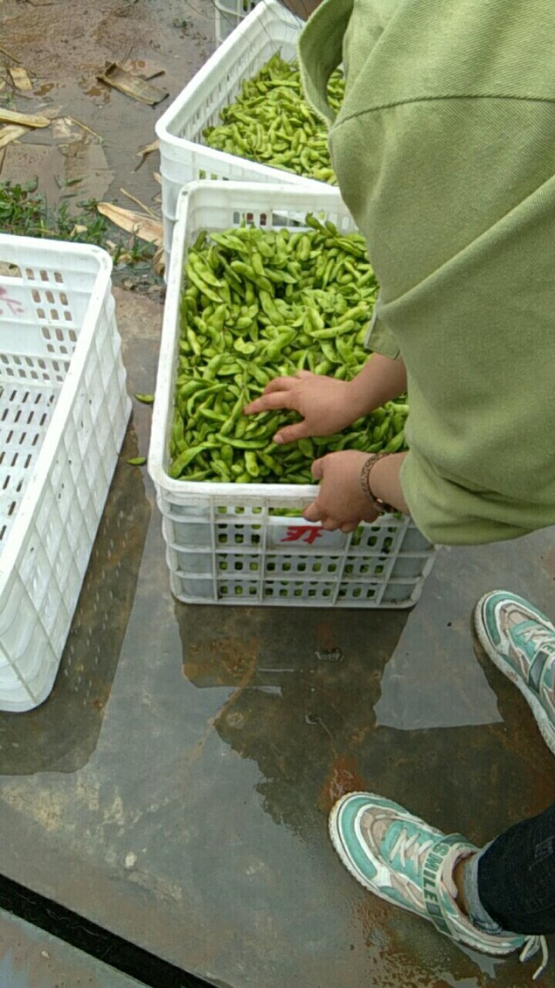 好毛豆好赚钱，基地直供，质量保证，诚信合作，供货期长