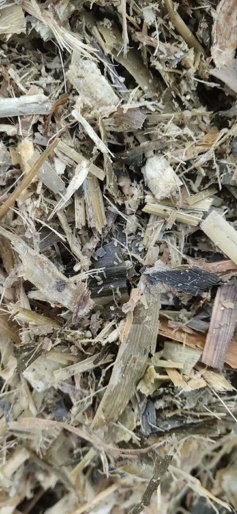 常年出售水泥窖青储水分低价格便宜质量保证